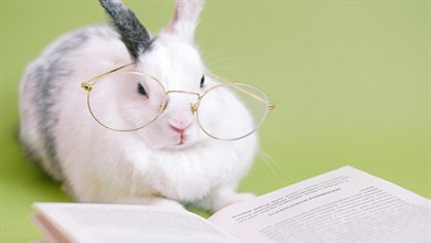 En kanin som läser en bok.