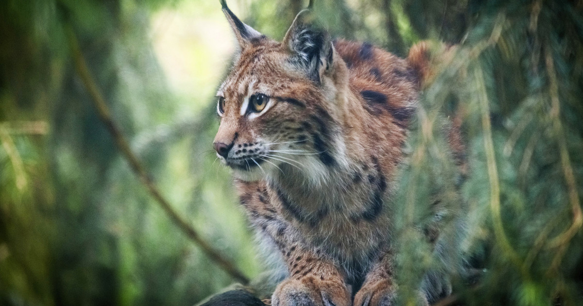 Bild på Linköpings kommuns logga