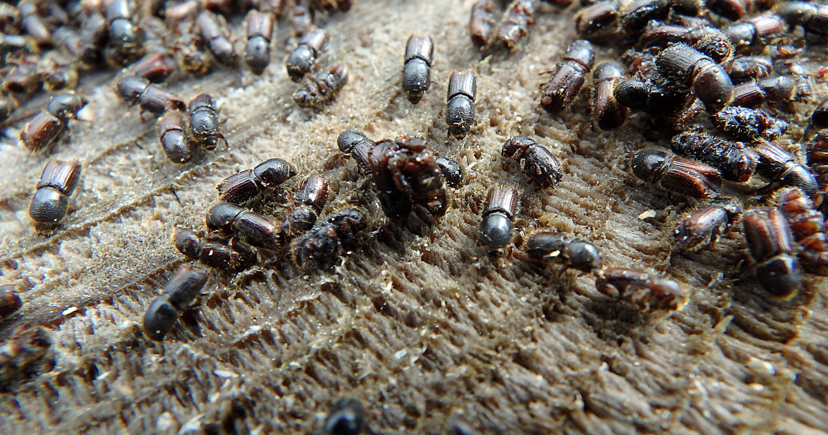 Bild på Linköpings kommuns logga