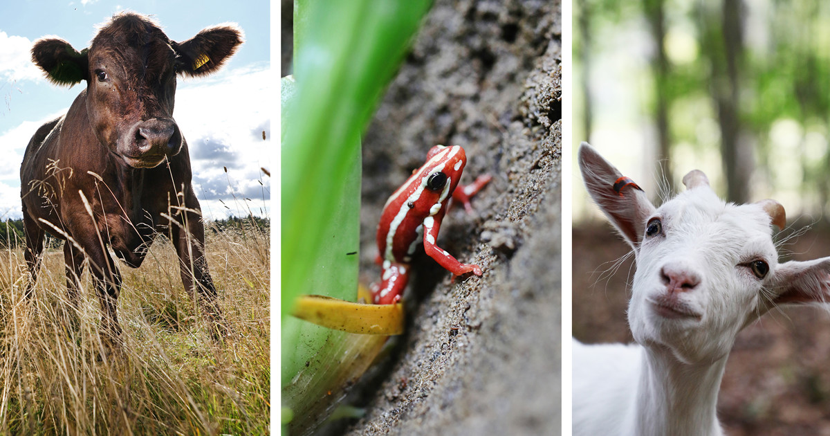 Bild på Linköpings kommuns logga