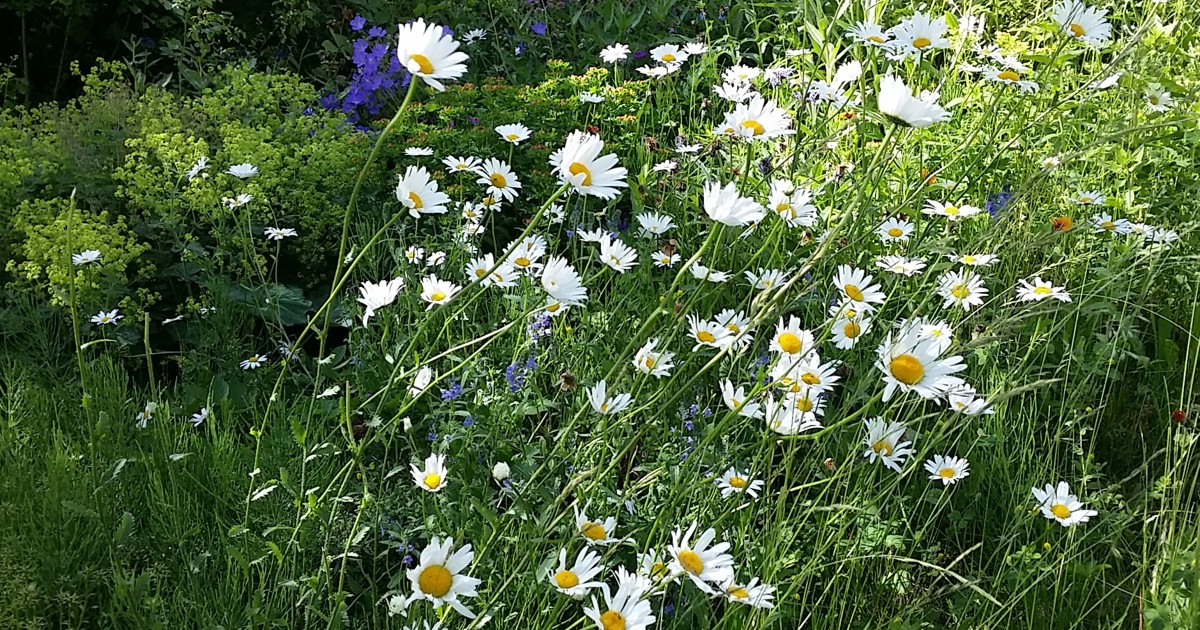 Bild på Linköpings kommuns logga