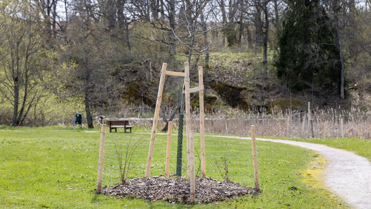 Nyplanterat träd vid Tinnerbäcksstråket.
