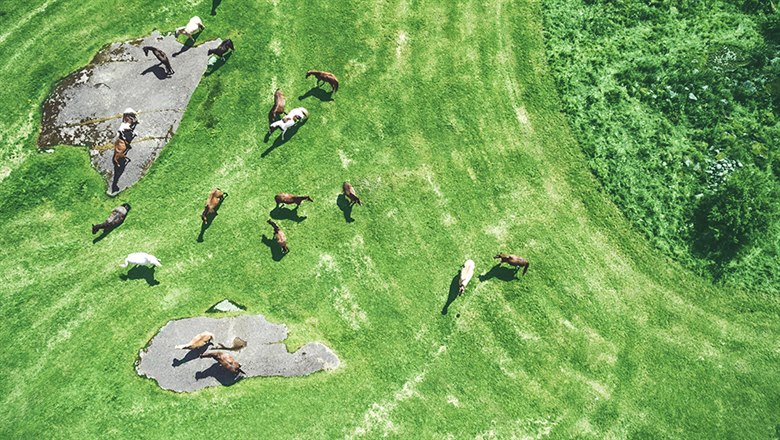 En bild tagen uppifrån på ett grönt sommarfält med betande hästar