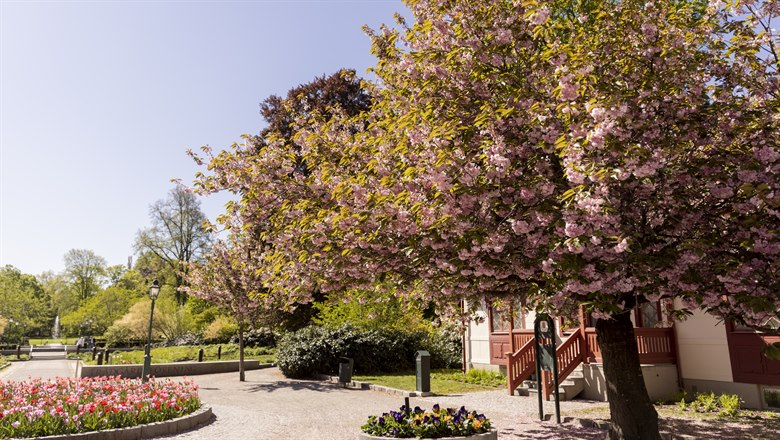 Ett blomstrande rosa träd syns till höger i bild. I mitten ser man en planering av tulpaner.