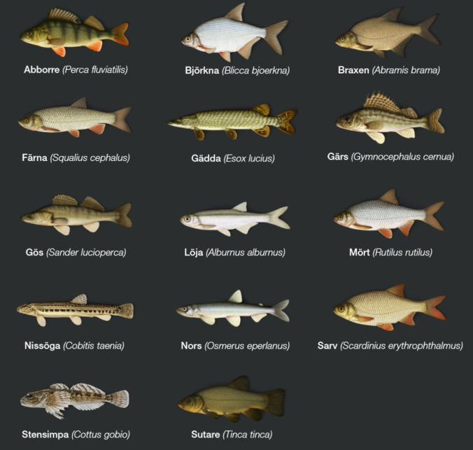 Bild på14 tillåtna fiskarterna som får fiskas upp