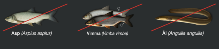 Bild på tre fiskarter som ej får fiskas upp